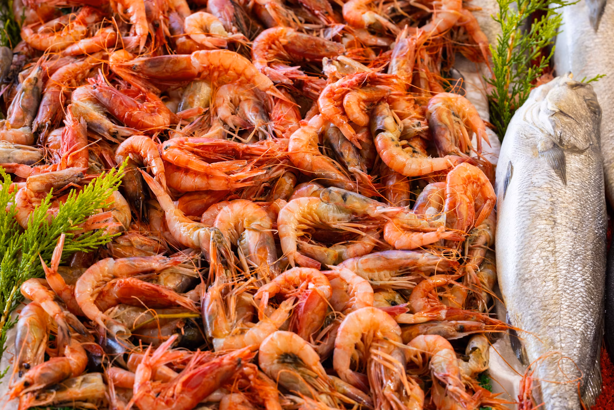 Exploring the World of Sustainable Seafood: A Guide to Healthier Choices